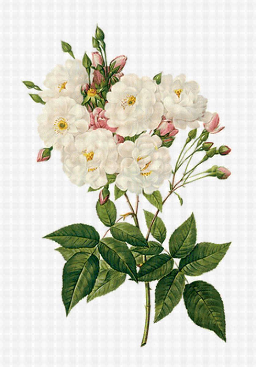 Розочки. - для подушечки, розы, цветы - предпросмотр