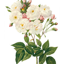 Схема вышивки «Розочки.»