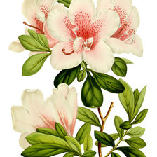 Схема вышивки «Азалия.»