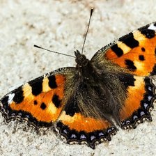 Схема вышивки «Бабочка Крапивница2»