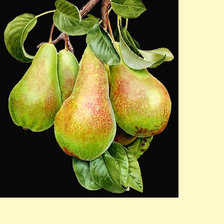 Схема вышивки «Серия "Фруктово-ягодная". Груши»