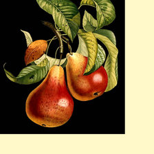 Схема вышивки «Серия "Фруктово-ягодная". Груши»