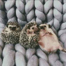 Схема вышивки «Ежи»