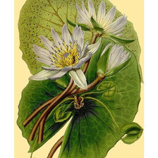 Схема вышивки «цветы»