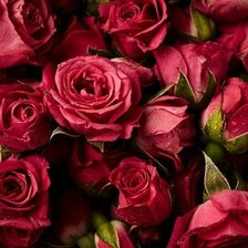 Схема вышивки «розы»