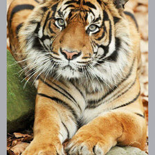 Схема вышивки «Тигр.»