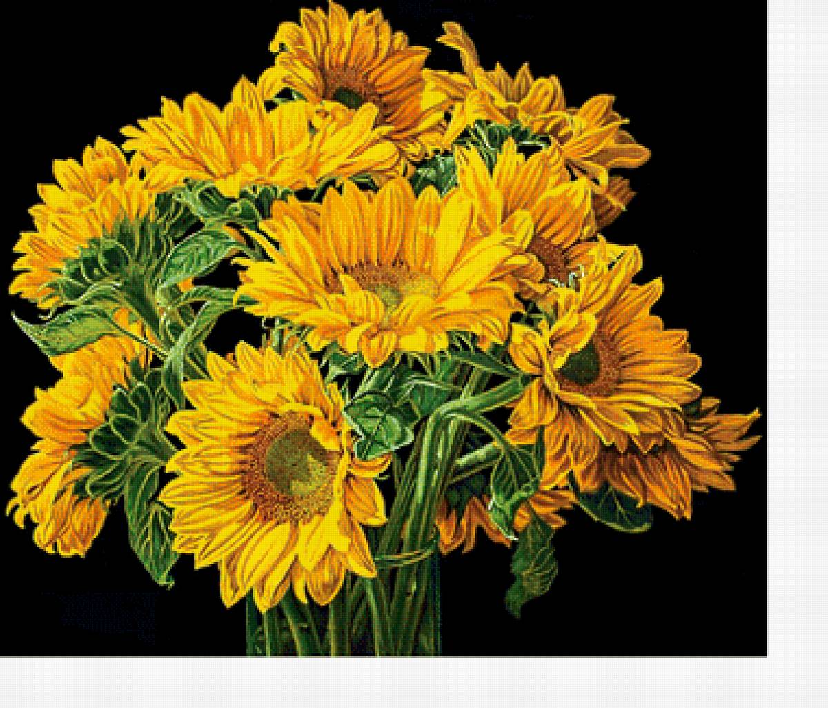 Подсолнухи - цветы в вазе, цветы, на черном - предпросмотр