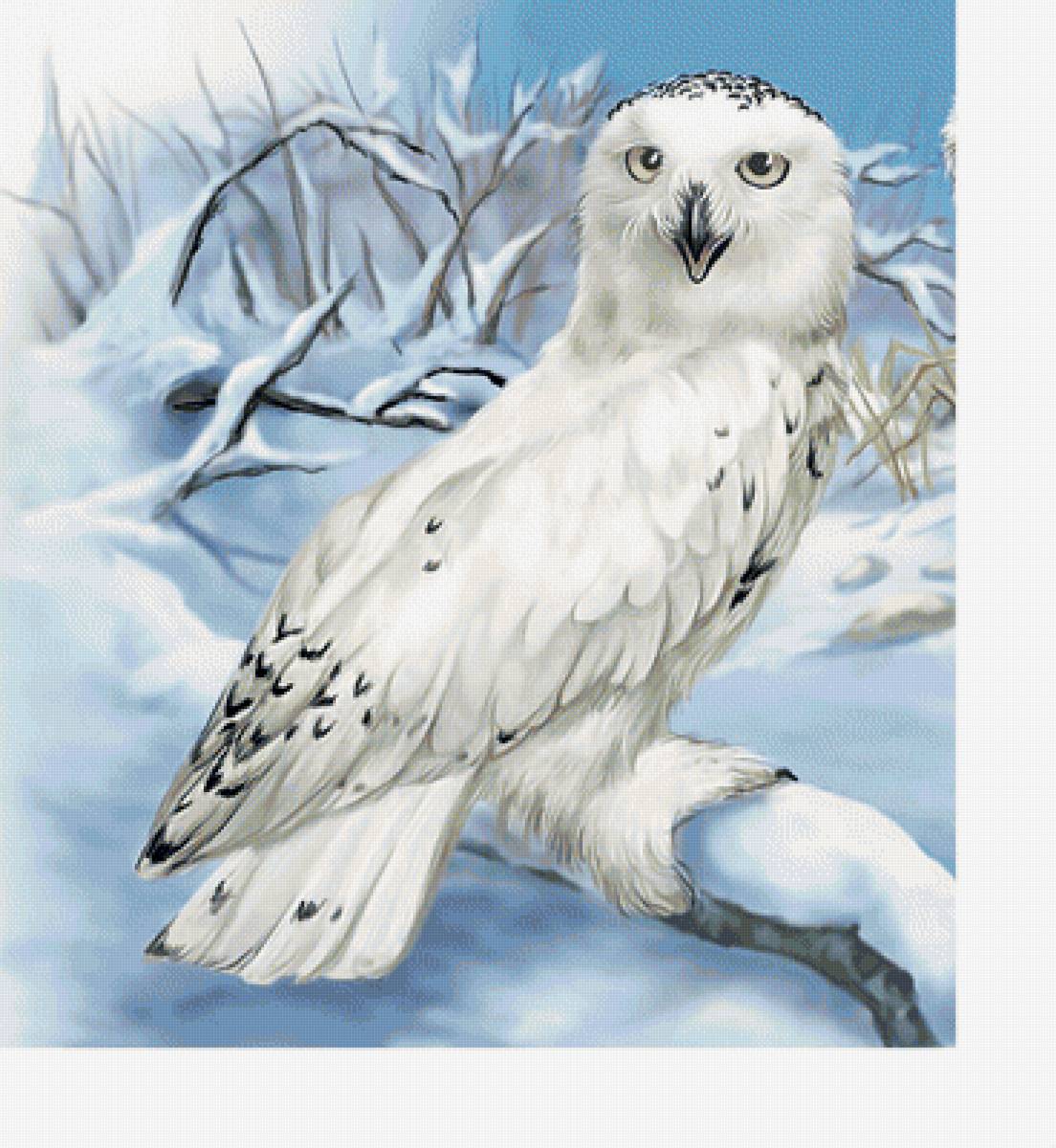 Полярная сова. - птицы, зима, хищник, сова, снег - предпросмотр