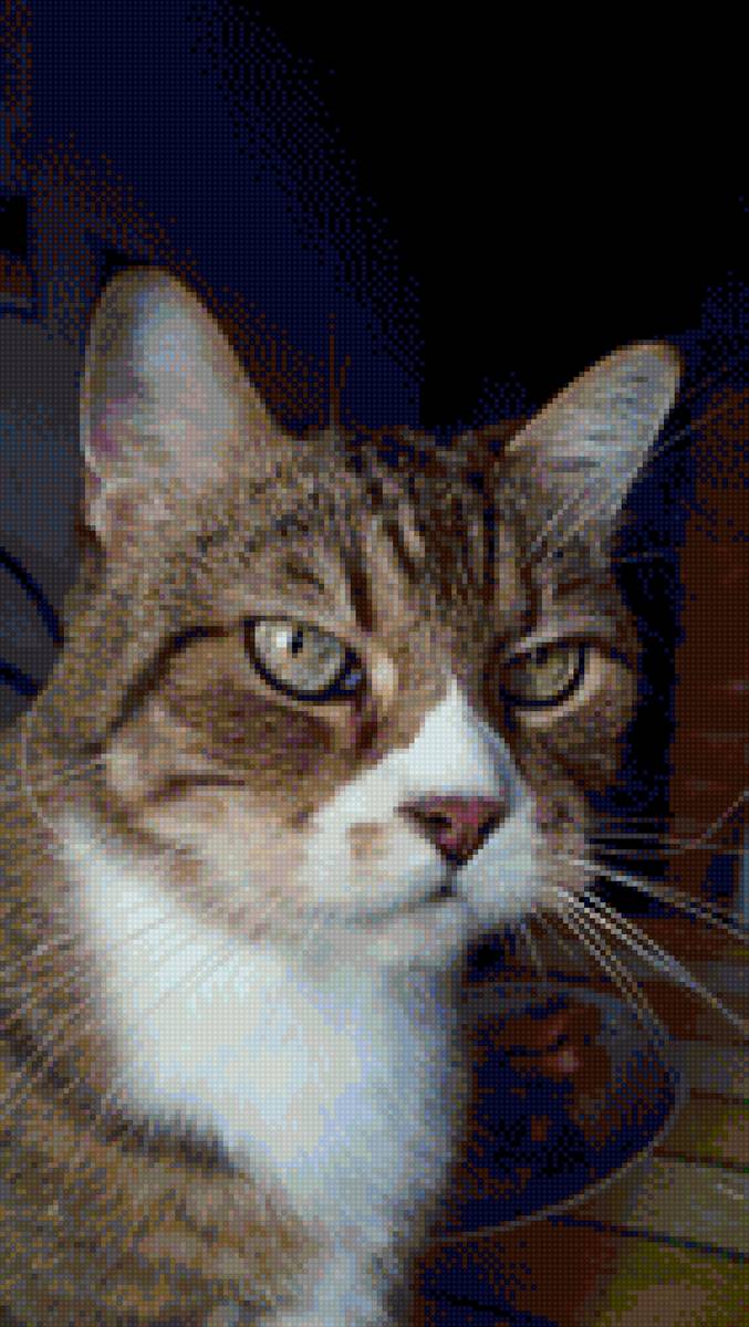 Серьезный парень - кот - предпросмотр