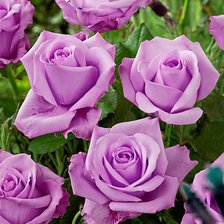 Схема вышивки «№1981835»