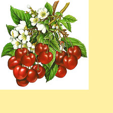 Схема вышивки «Серия "Фруктово-ягодная". Черешня»