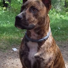 Схема вышивки «Pipo»