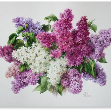 Схема вышивки «LILACS»