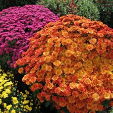 Схема вышивки «Цветы»