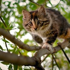 Схема вышивки «Кошка на дереве»