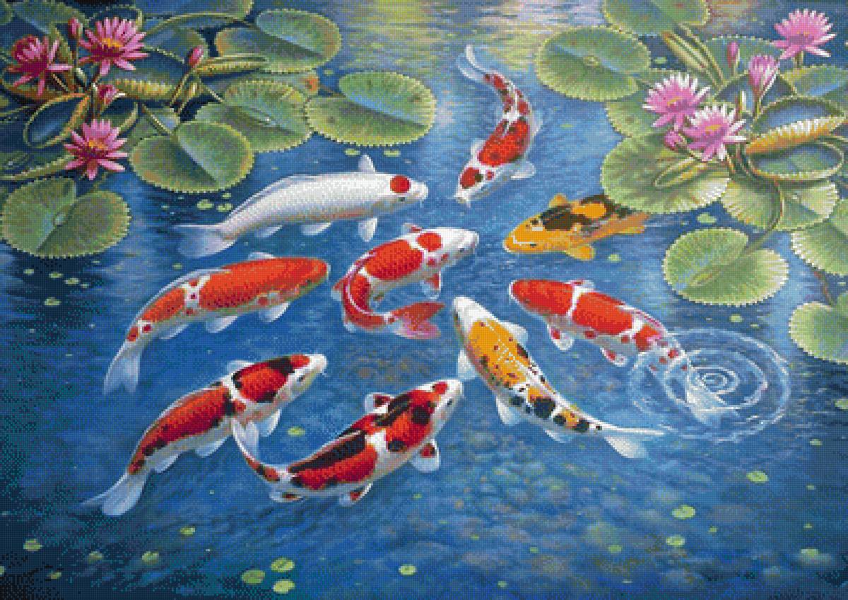 карпы кои - удача, карпы, вода, лотос - предпросмотр