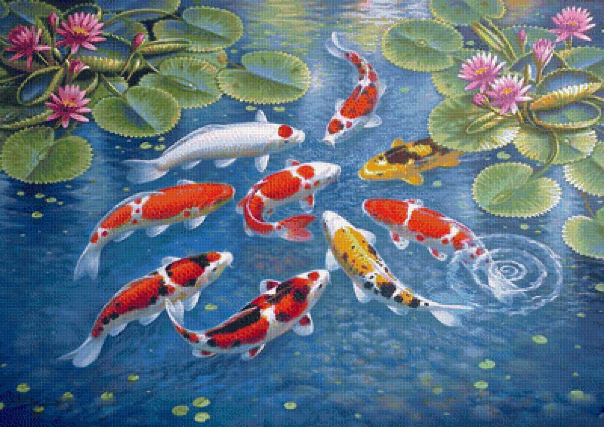 карпы кои - карпы, удача, вода, лотос - предпросмотр