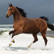 Лошадь на снегу