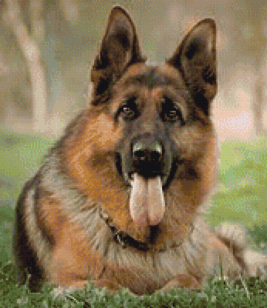 овчарка - собака, друг, овчарка - предпросмотр