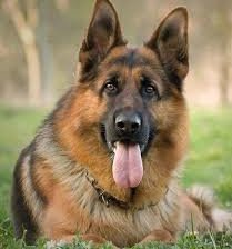 Схема вышивки «овчарка»