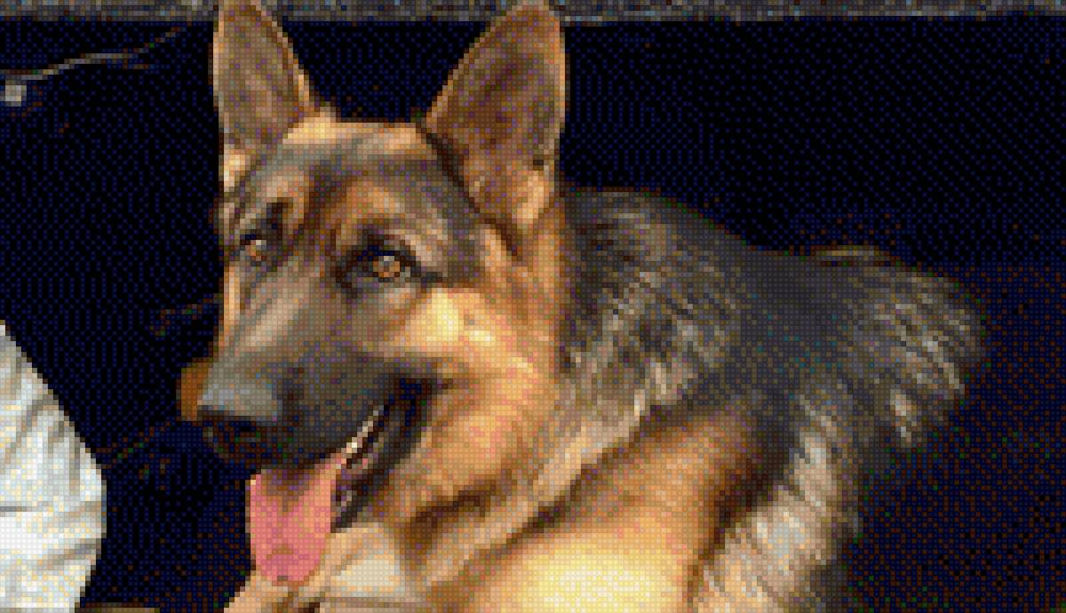 рей - овчарка, друг, собака - предпросмотр