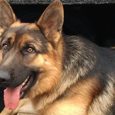 Схема вышивки «рей»