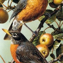 Схема вышивки «Птицы»