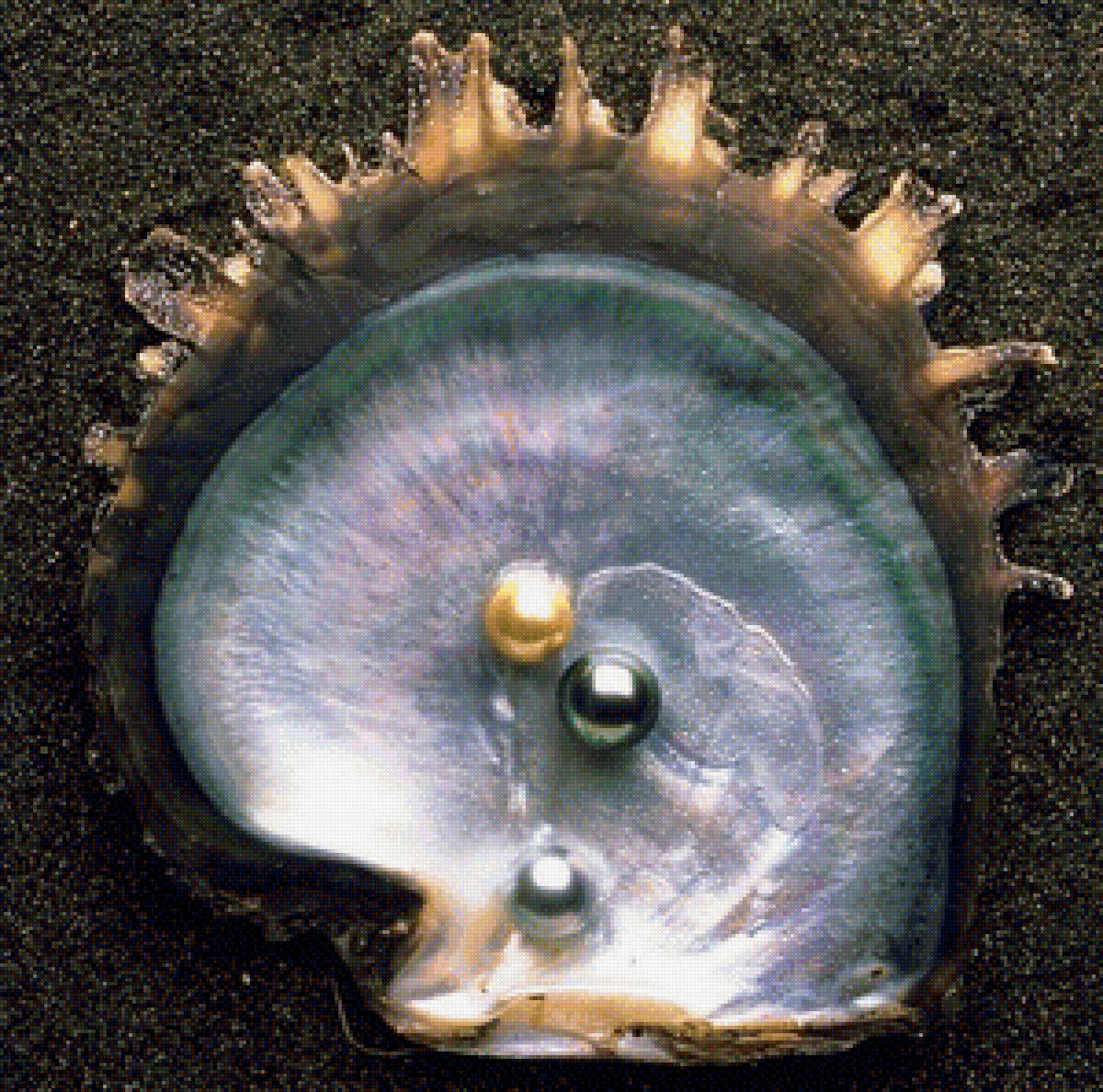 Перламутр - ракушка с жемчугом, перламутр - предпросмотр