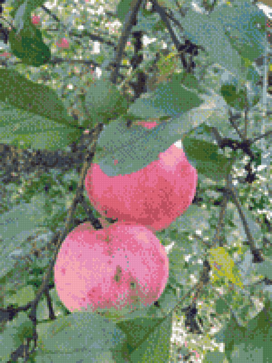 Яблоки в саду - ветки, листья, яблоки - предпросмотр