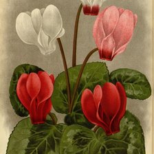 Схема вышивки «цветы»