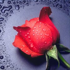 Схема вышивки «красная роза»