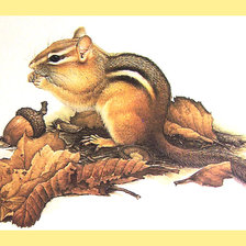 Схема вышивки «Серия "Грызуны"»