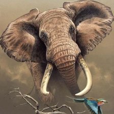 Схема вышивки «дикие»