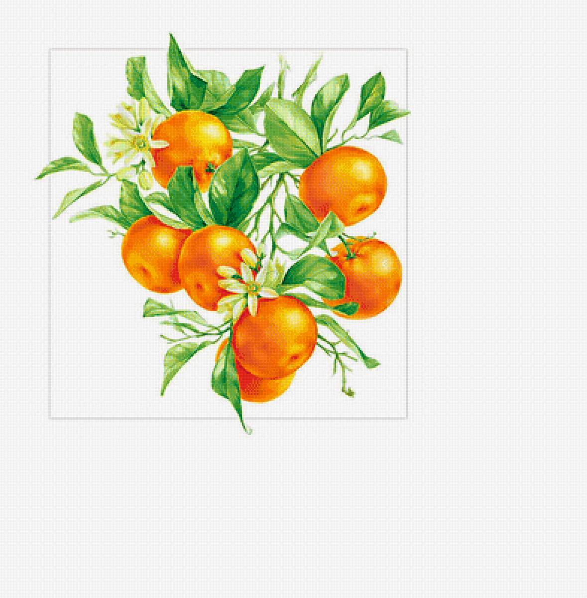 Мандарины. - фрукты, мандарины - предпросмотр