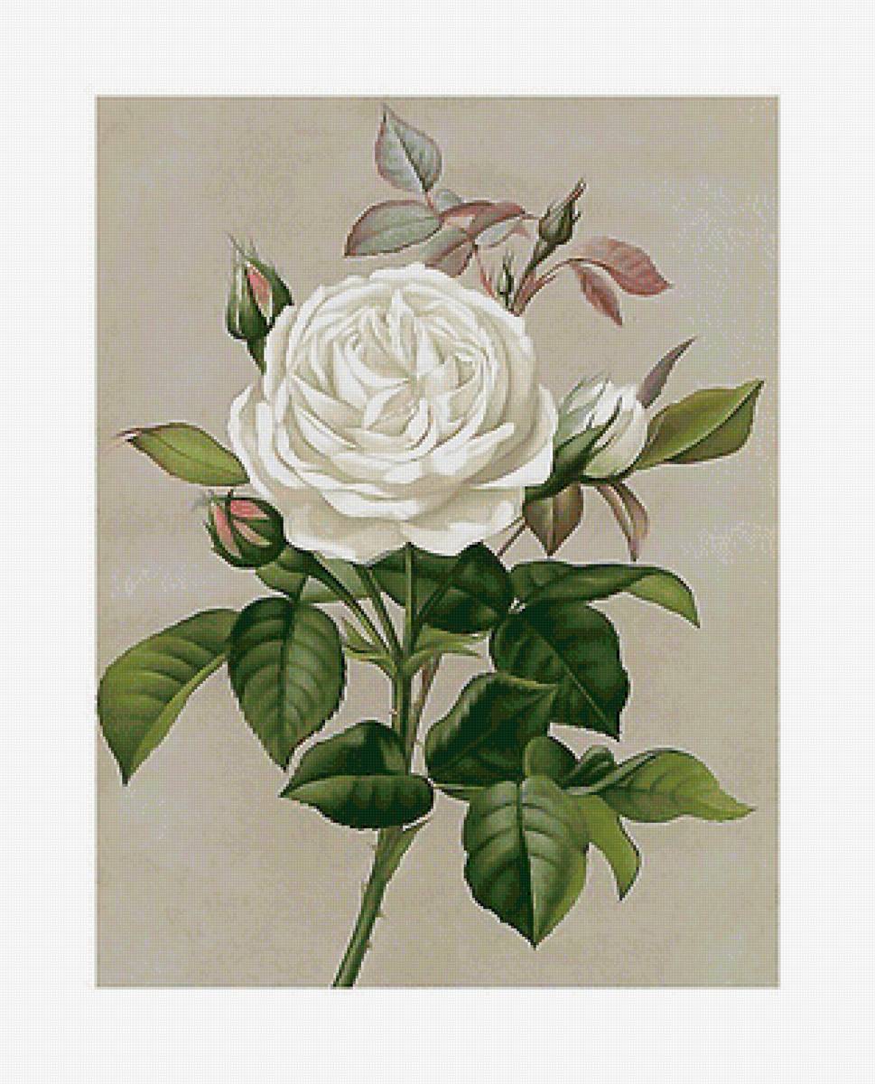 Серия "Розы". - флора, цветы, розы - предпросмотр