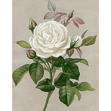 Схема вышивки «Серия "Розы".»