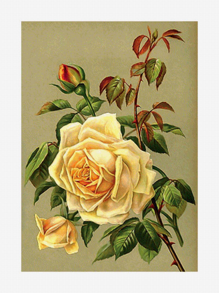 Серия "Розы". - розы, цветы, флора - предпросмотр