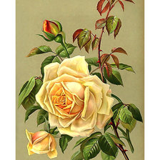 Схема вышивки «Серия "Розы".»