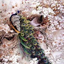 Схема вышивки «Павлин»