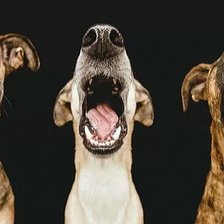 Схема вышивки «Собачьи носы»