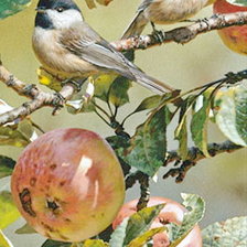 Схема вышивки «Птички на ветке»