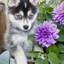 Схема вышивки «№1984297»