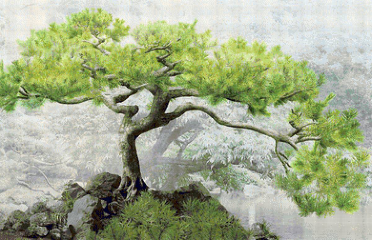 японская сосна - японский пейзаж, дерево, скалы, сосна - предпросмотр