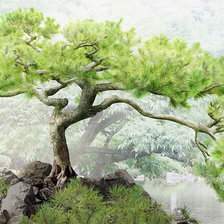 Схема вышивки «японская сосна»