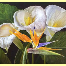 Схема вышивки «Каллы.»