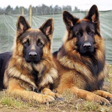 Схема вышивки «Собаки»