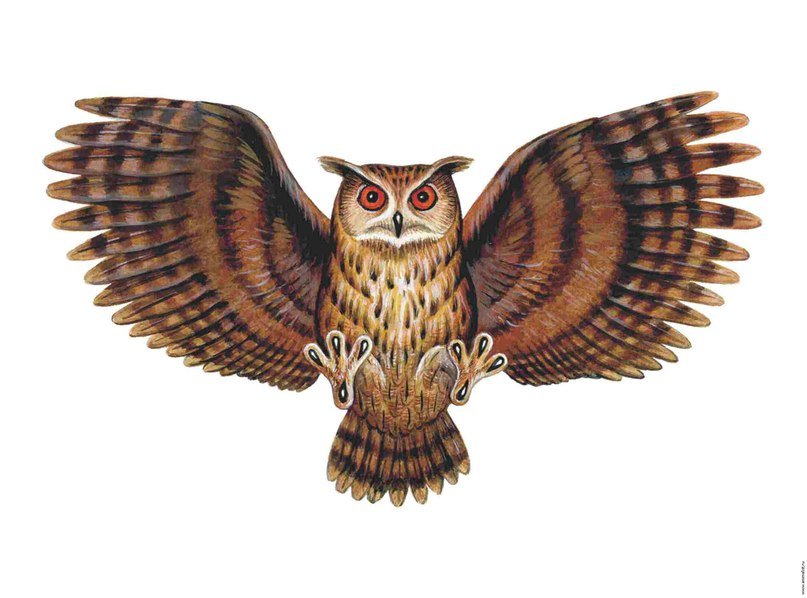 птицы - сова - оригинал