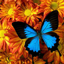 бабочка на цветах