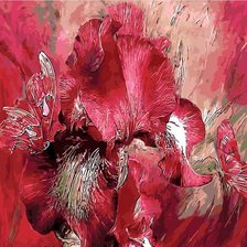 Красный Ирис