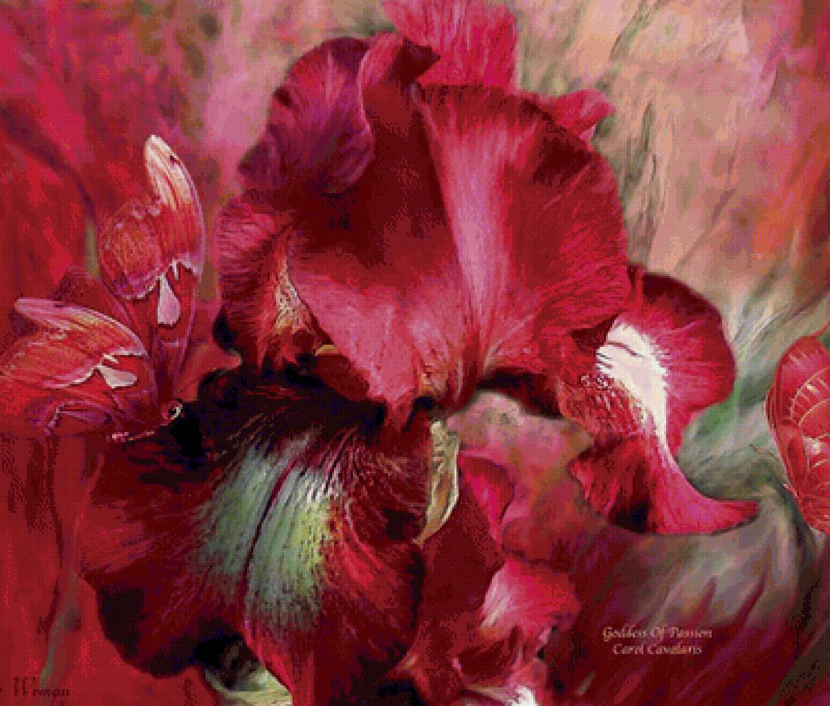 Красный  Ирис - красивые картинки - предпросмотр